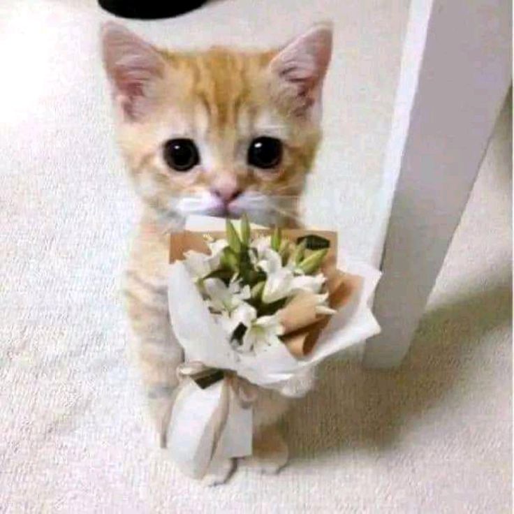 Picture of a Flower Cat